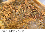 Closeup of beehive frame. Стоковое фото, агентство Ingram Publishing / Фотобанк Лори