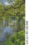 Vertical video of beautiful forest park in spring time. Pedestrian bridge in the distance. Green pond with dandelions on shore and fresh young foliage on trees. Scenic landscape of sunny May day. Стоковое видео, видеограф Виктория Катьянова / Фотобанк Лори