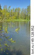 Vertical video of a beautiful forest park in spring. Green pond with dandelions on the shore and fresh young foliage on the trees in a country park. Picturesque landscape of a sunny May day. Стоковое видео, видеограф Виктория Катьянова / Фотобанк Лори