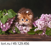 Рыжий котенок позирует с цветами сирени. Стоковое фото, фотограф Алена Попова / Фотобанк Лори