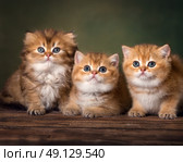 Три пушистых британских котенка позируют вместе. Стоковое фото, фотограф Алена Попова / Фотобанк Лори