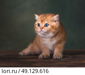 Британский длинношерстный котенок сидит на деревянной поверхности. Стоковое фото, фотограф Алена Попова / Фотобанк Лори