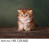 Британский длинношерстный котенок сидит на деревянной поверхности. Стоковое фото, фотограф Алена Попова / Фотобанк Лори