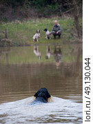 Labrador retrieving on a shoot over water while the owner looks on, across the pond, with two spaniels. Стоковое фото, агентство Ingram Publishing / Фотобанк Лори