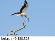 White Stork Perching On A Tree. Стоковое фото, агентство Ingram Publishing / Фотобанк Лори