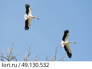 White Stork Flying. Стоковое фото, агентство Ingram Publishing / Фотобанк Лори