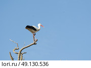 White Stork Perching On A Tree. Стоковое фото, агентство Ingram Publishing / Фотобанк Лори