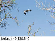 White Stork Flying. Стоковое фото, агентство Ingram Publishing / Фотобанк Лори