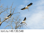 White Stork Flying. Стоковое фото, агентство Ingram Publishing / Фотобанк Лори