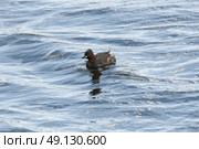 A Little Grebe or Dabchick Swimming. Стоковое фото, агентство Ingram Publishing / Фотобанк Лори