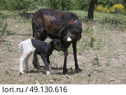 Purebred Cameroon Ewe and Her Lamb. Стоковое фото, агентство Ingram Publishing / Фотобанк Лори