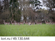 Herd of Wild Fallow Deer. Стоковое фото, агентство Ingram Publishing / Фотобанк Лори
