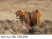 Highland Cow Roaming Free In The New Forest. Стоковое фото, агентство Ingram Publishing / Фотобанк Лори