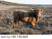 Highland Cow Roaming Free In The New Forest. Стоковое фото, агентство Ingram Publishing / Фотобанк Лори