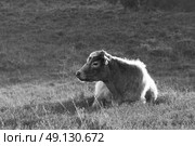 Free-Range New Forest Cattle. Стоковое фото, агентство Ingram Publishing / Фотобанк Лори