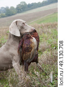 Weimeraner Retrieving A Pheasant On A Game Shoot. Стоковое фото, агентство Ingram Publishing / Фотобанк Лори