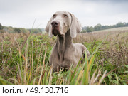 Weimeraner Retrieving A Pheasant On A Game Shoot. Стоковое фото, агентство Ingram Publishing / Фотобанк Лори