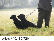 Man Shooting With His Cocker Spaniel Dogs. Стоковое фото, агентство Ingram Publishing / Фотобанк Лори