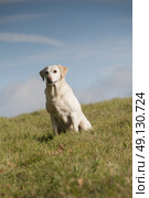 Labrador Portrait. Стоковое фото, агентство Ingram Publishing / Фотобанк Лори