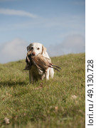Yellow Labrador Retrieving A Pheasant. Стоковое фото, агентство Ingram Publishing / Фотобанк Лори