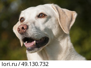 Yellow Labrador Portrait. Стоковое фото, агентство Ingram Publishing / Фотобанк Лори