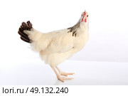 Sussex hen original from England on white background. Стоковое фото, агентство Ingram Publishing / Фотобанк Лори