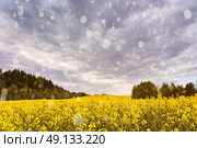 Spring storm clouds and rain above rape seed field. Rape flowers blooming in spring. Yellow colza hills and fields. Стоковое фото, агентство Ingram Publishing / Фотобанк Лори