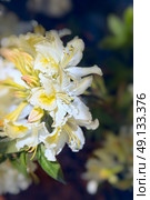 Closeup of a white yellow rhododendron flowers, outdoor. Стоковое фото, агентство Ingram Publishing / Фотобанк Лори