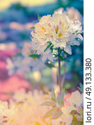 white yellow Rhododendron blossom in garden, toned. Стоковое фото, агентство Ingram Publishing / Фотобанк Лори