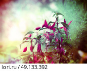 Pretty fuchsia flowers on summer garden background, close up, toned. Стоковое фото, агентство Ingram Publishing / Фотобанк Лори