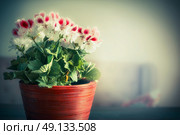 Pot with beautiful home geranium flowers , indoor. Стоковое фото, агентство Ingram Publishing / Фотобанк Лори