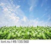 Summer Trifolium field, nature background. Стоковое фото, агентство Ingram Publishing / Фотобанк Лори