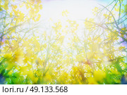 Yellow rape flowers in sunlight, blurred nature background, close up. Стоковое фото, агентство Ingram Publishing / Фотобанк Лори