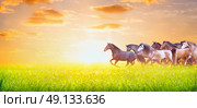 herd of horses running on sunny summer pasture over sunset sky, banner for website. Стоковое фото, агентство Ingram Publishing / Фотобанк Лори
