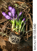 Spring gardening with crocus on roots and soil ,  top view. Стоковое фото, агентство Ingram Publishing / Фотобанк Лори