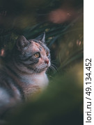 Портрет полосатой кошки среди зелени. Стоковое фото, фотограф Андрей Косяк / Фотобанк Лори