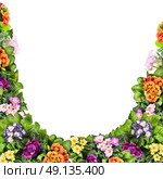 Multicolor primula flowers frame, isolated on white backgroud. Стоковое фото, агентство Ingram Publishing / Фотобанк Лори