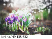 Purple blooming of crocuses flowers in garden or park, spring outdoor nature background. Стоковое фото, агентство Ingram Publishing / Фотобанк Лори