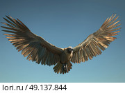 A majestic bird with an impressive wingspan flying through a clear blue sky. Стоковое AI-изображение, AI-художник Данила Большаков / Фотобанк Лори