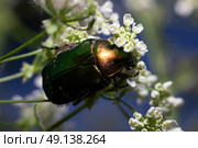 Бронзовка на цветке. Стоковое фото, фотограф Евгений Шершалов / Фотобанк Лори