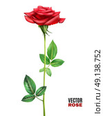Rose Flower Illustration. Beautiful blooming red rose flower with stalk and green leaves on white background realistic vector illustration. Стоковая иллюстрация, агентство Ingram Publishing / Фотобанк Лори