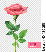 Rose And Petals Transparent Set. Realistic tender blooming pink rose with beautiful petals and green stalk and leaves on transparent background vector illustration. Стоковая иллюстрация, агентство Ingram Publishing / Фотобанк Лори