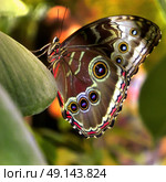 Blue Morpho butterfly sitting on green leaves in a tropical forest jungle. Beautiful insect in the nature habitat, wildlife. Side view. Стоковое фото, фотограф Iva Noel / Фотобанк Лори