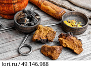 Set healthy plant comfrey and birch fungus. Medicinal birch fungus of kind mind inonotus obliquus. Стоковое фото, агентство Ingram Publishing / Фотобанк Лори