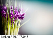 Purple Crocuses at blurred nature background, front view, floral border. Spring flowers concept. Стоковое фото, агентство Ingram Publishing / Фотобанк Лори