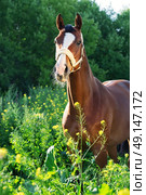  bay  sportive  horse posingin bloosom pasture. Стоковое фото, агентство Ingram Publishing / Фотобанк Лори