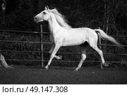  running white  Orlov trotter. Стоковое фото, агентство Ingram Publishing / Фотобанк Лори