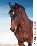 motion portrait of galloping beautiful   horse. Стоковое фото, агентство Ingram Publishing / Фотобанк Лори