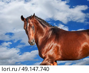 galloping sportive breed  horse at clouds sky background. Стоковое фото, агентство Ingram Publishing / Фотобанк Лори