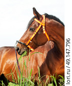 amazing breed stallion in spainish halter sunny day. Стоковое фото, агентство Ingram Publishing / Фотобанк Лори
